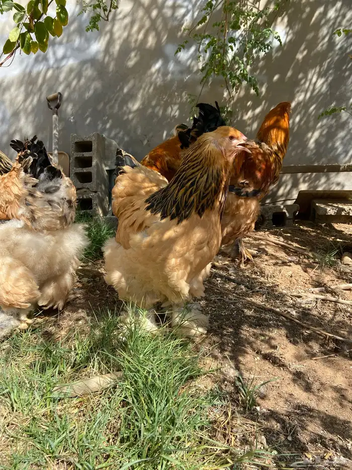 براهما توب فاخر 5