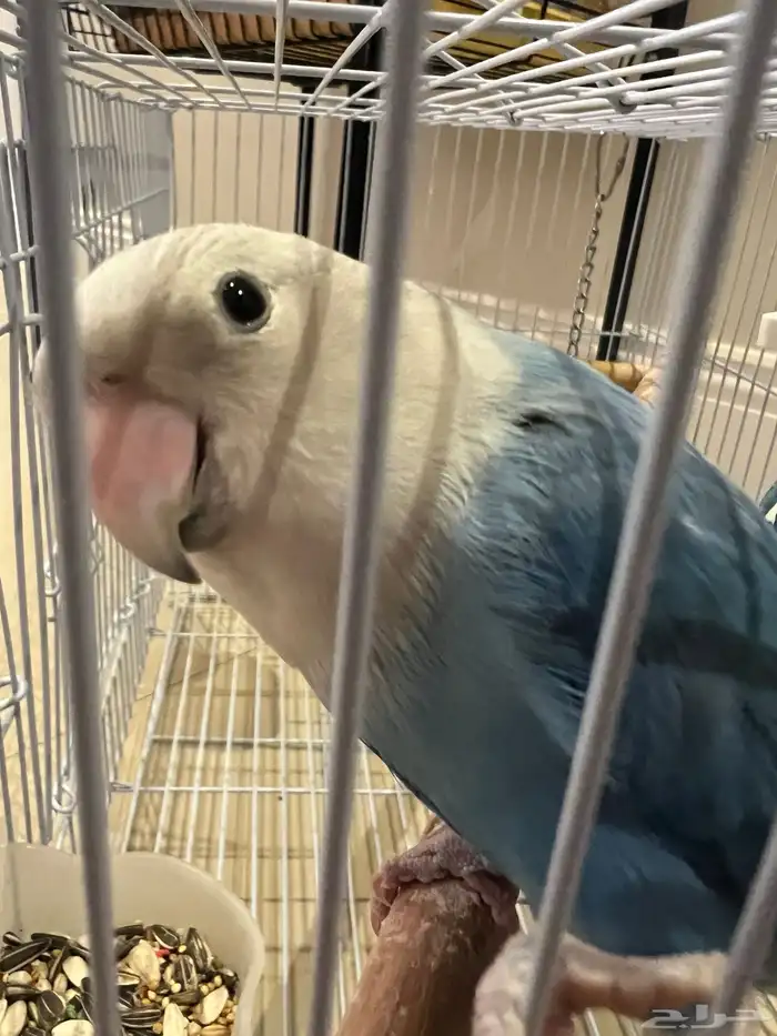 روز اليف غير هدد 0