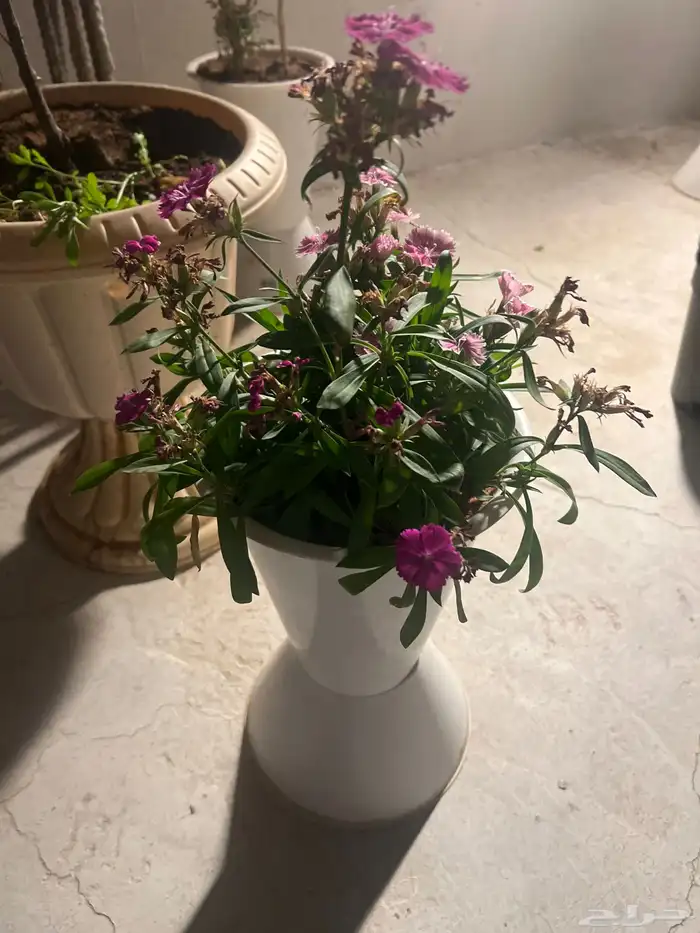 مراكن مع ورد للبيع 3