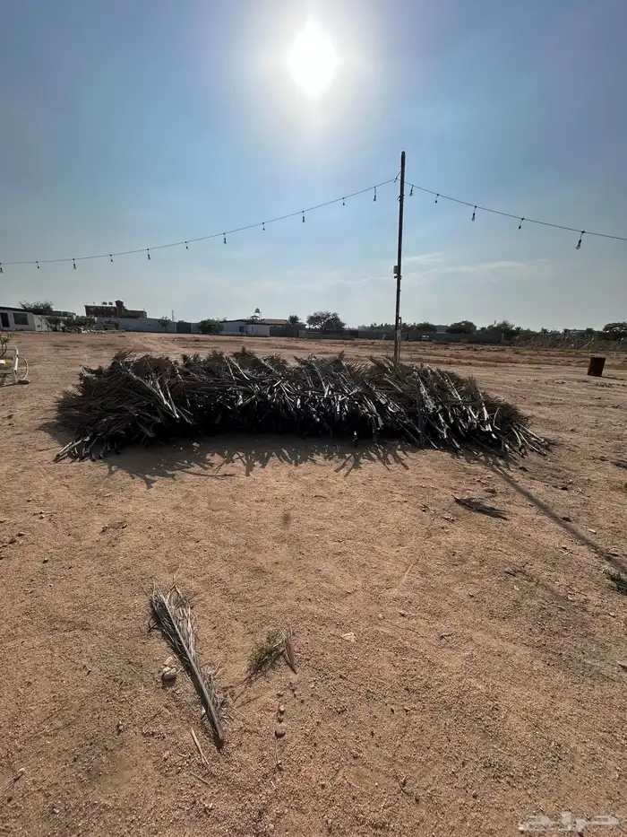 للبيع سعف نخل 1