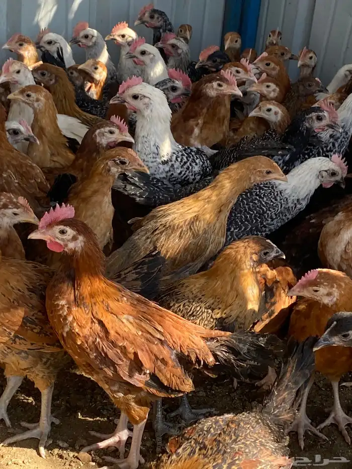 فراريج بلدي فواتح 4