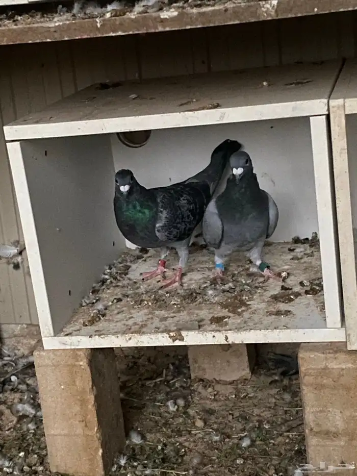 السلام عليكم اعرض لكم زوج باكستاني و زوج زاجل وعلى السوم 0