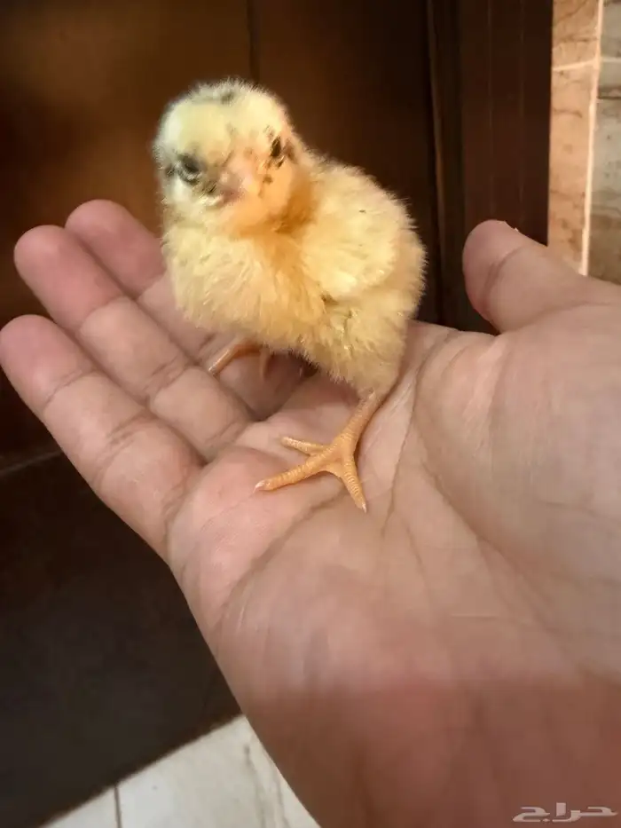 صوص دجاج صغير للبيع 9