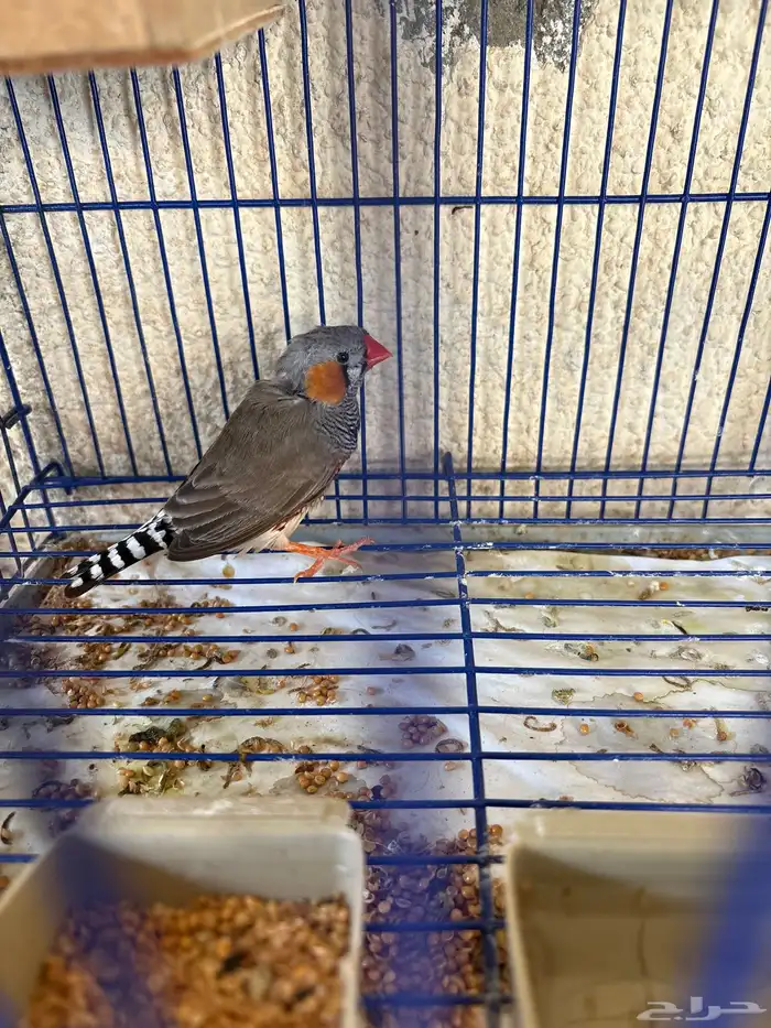 للبيع زوج زيبرا 1