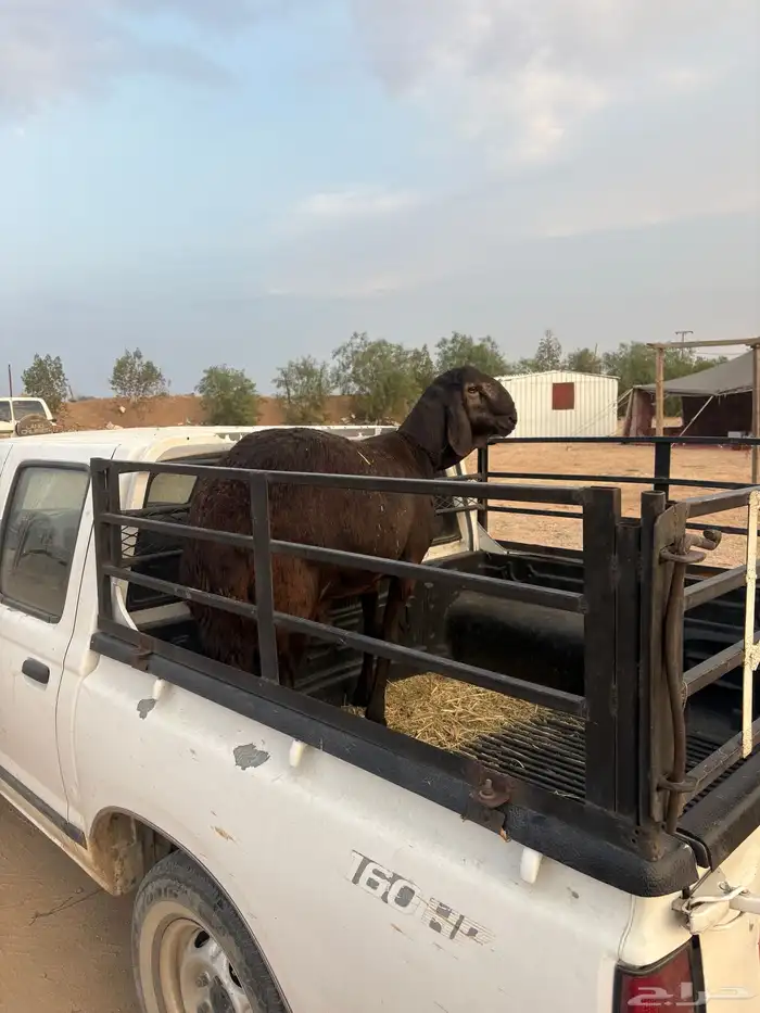 طلي سواكني تيلاد تم البيع 4