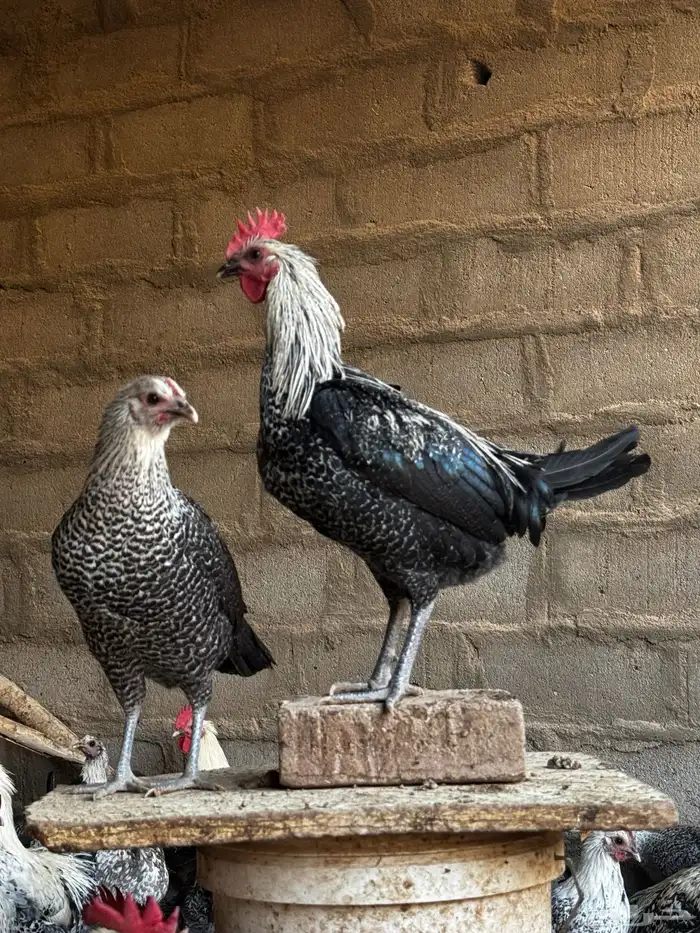 دجاج بلدي فاخر 0