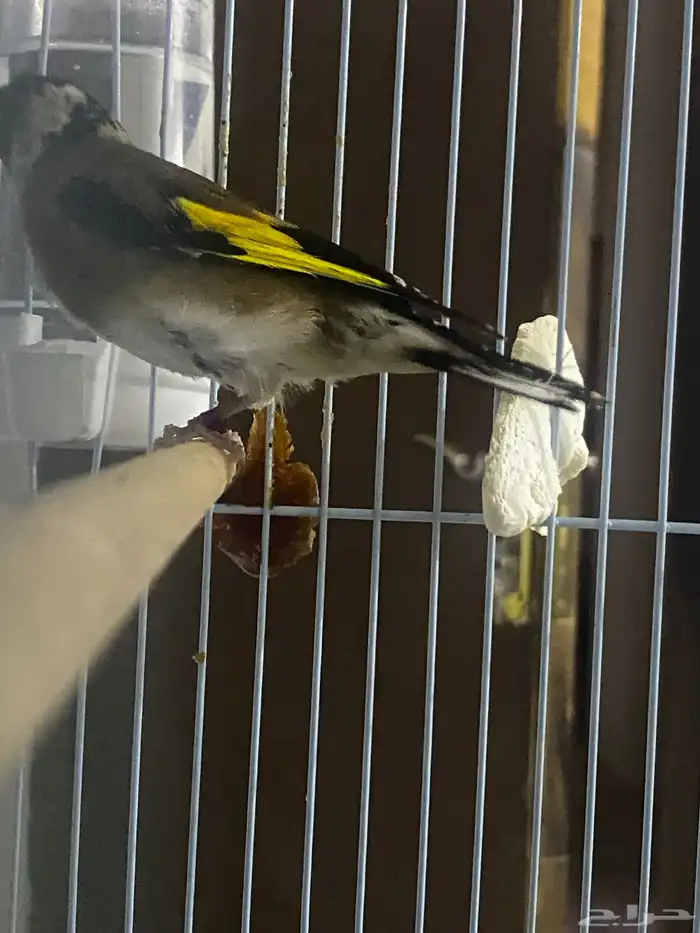 ذكر  حسون سوري 2