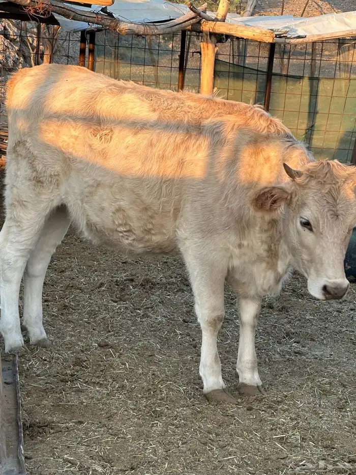 البي عجلاته ثنتين وحده لها 8 شهور والثانيه لها سنه و6 شهور 1