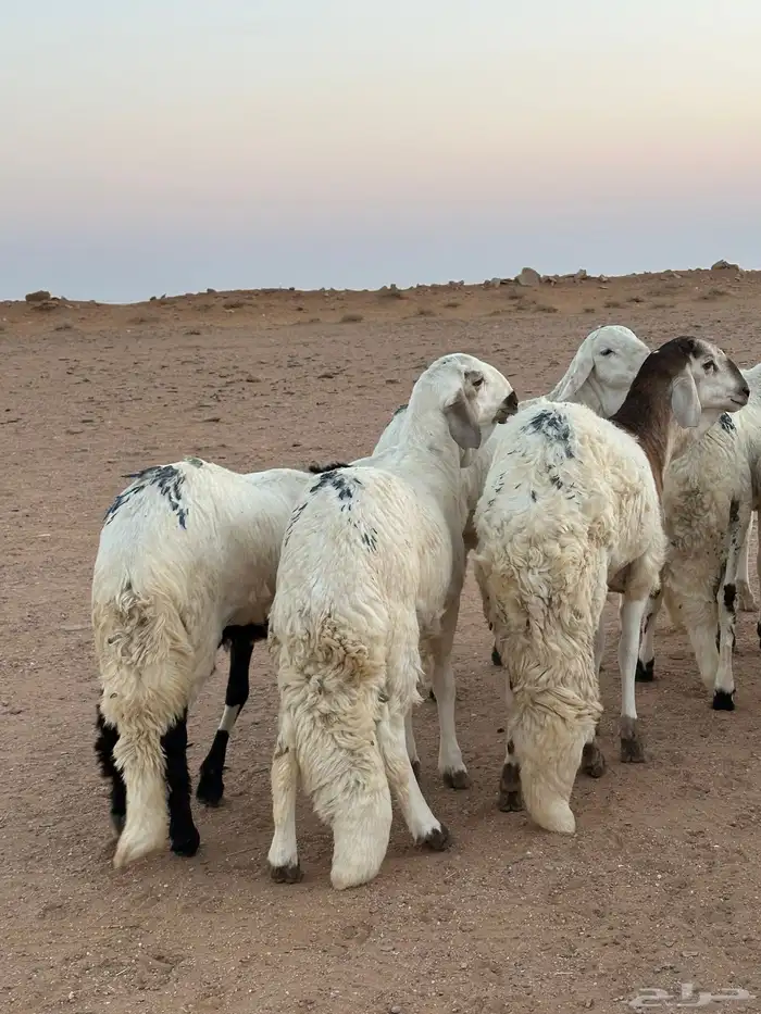 للبيع سواكن طيبه 1