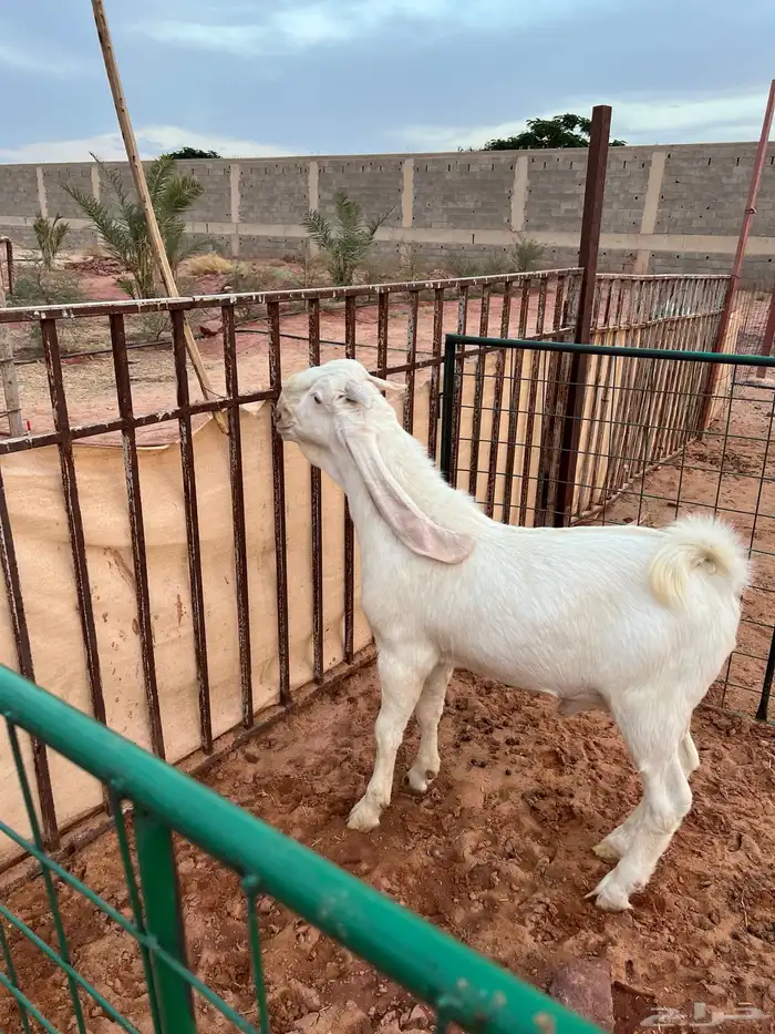 تيس ابيض ابرص ( انباع ) 1