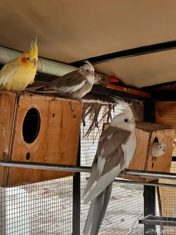 كروان هولندي 2