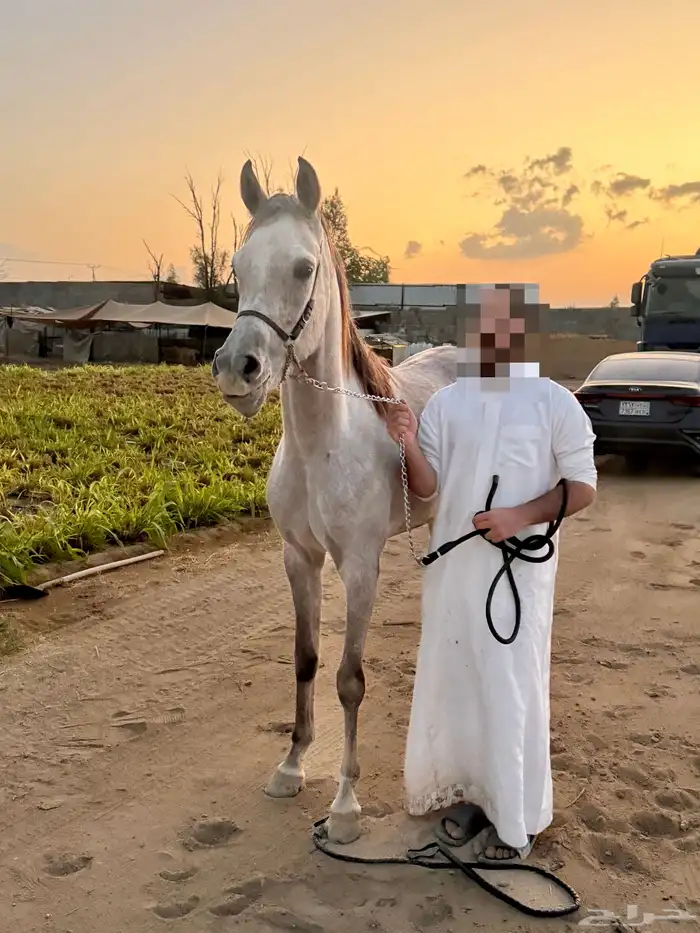 فرس مكس جمال 2