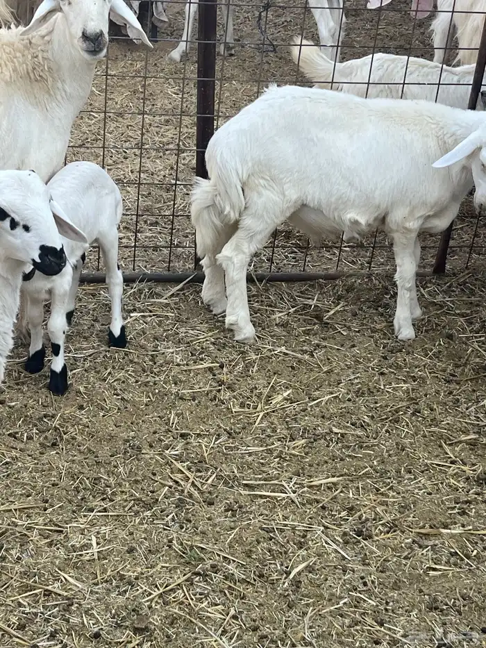 مشاريع فحول هجين مغربي حري 0