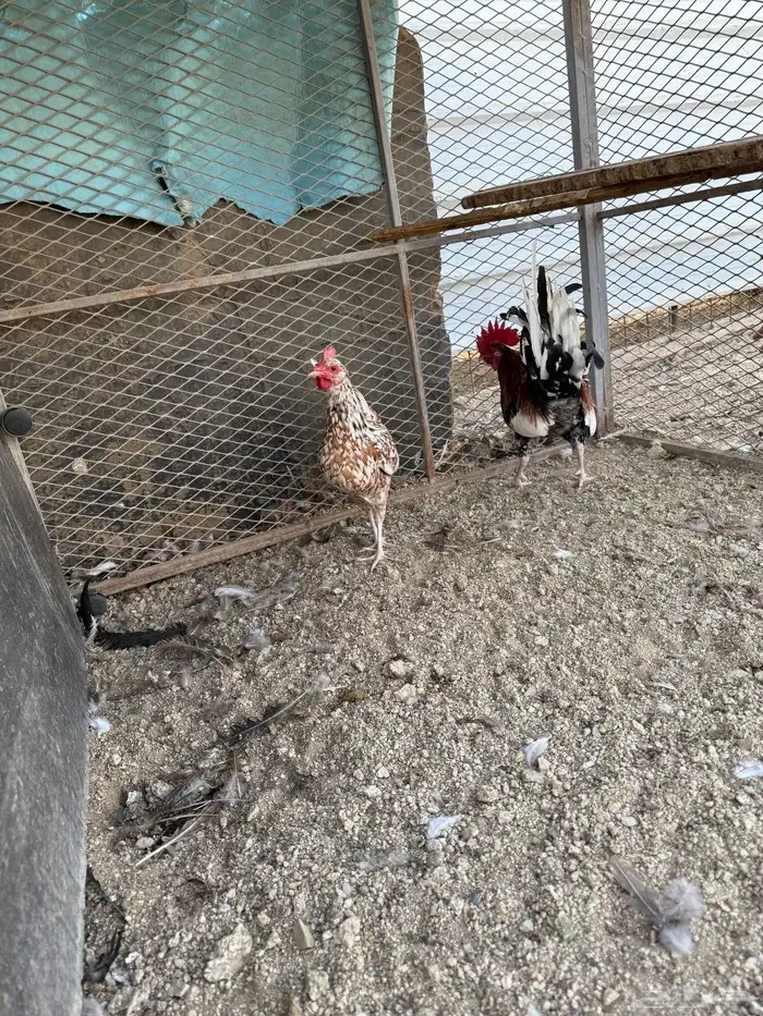 طقم مكنتوش فوليا 3