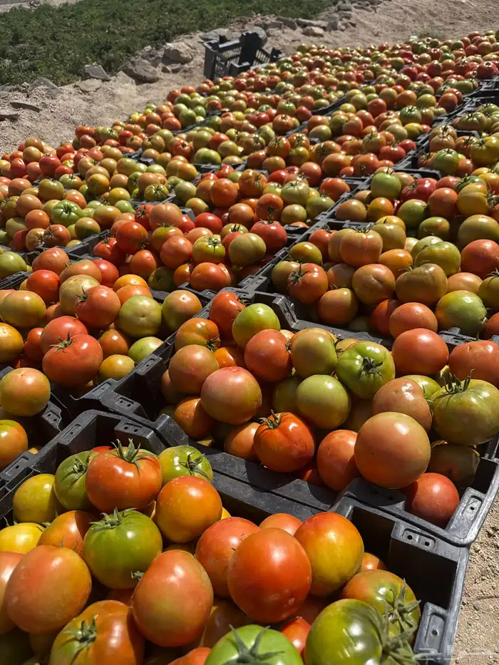 طماطم عرين 2