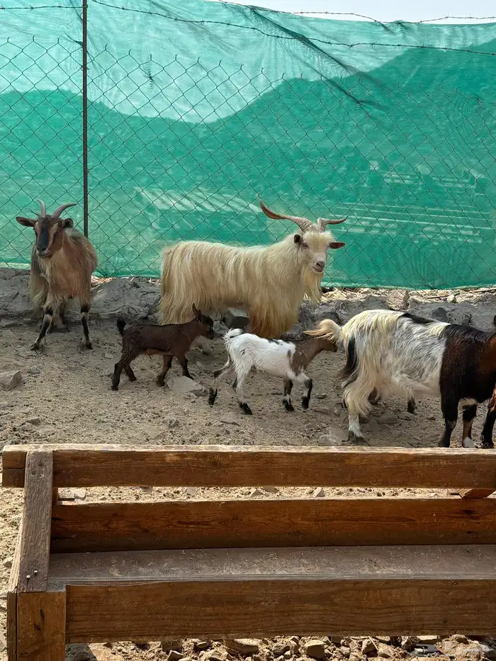 عرض وبيع ماعز قزم أليفه ومنتجه 0