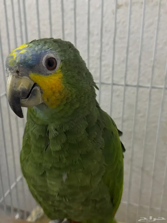 بغبغا امزوني النوع اورنج وينج 1