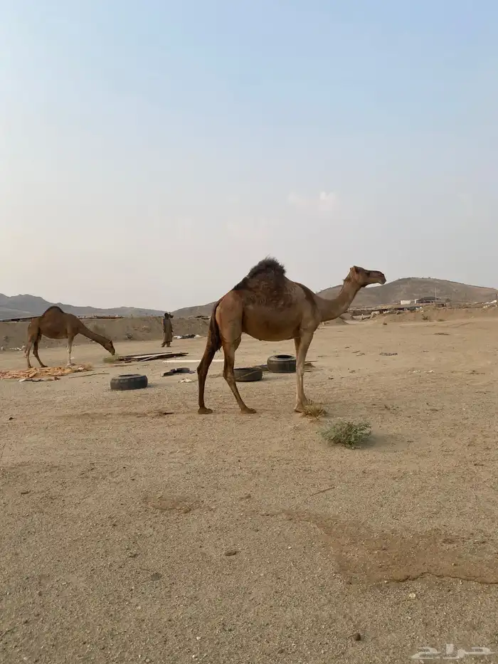 للبيع ناقه ساحليه 0