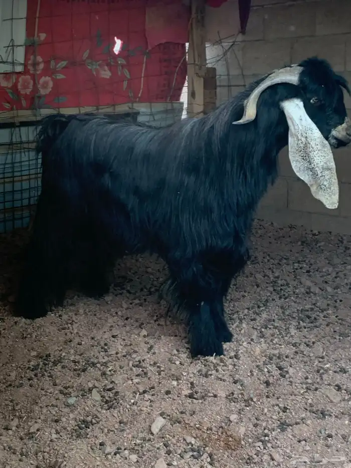 تيس فحل عارضي صنف 4