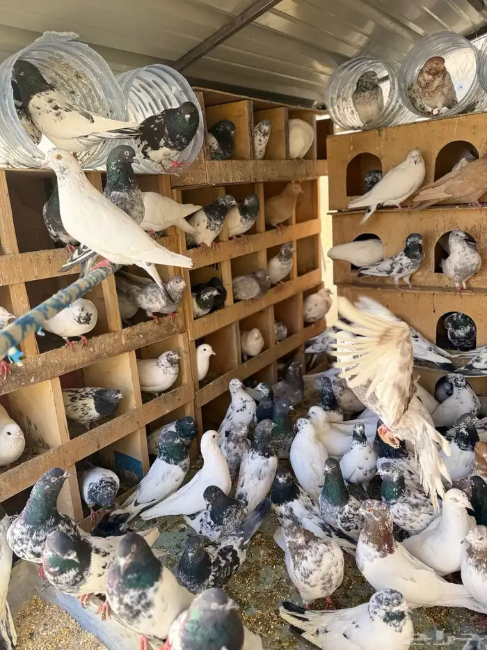 حمام بكستانية توب 11