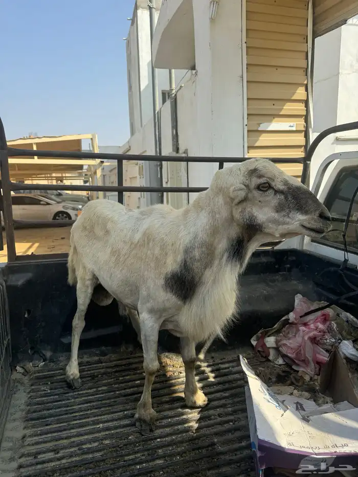 كبش فرير بلدي فحل 4