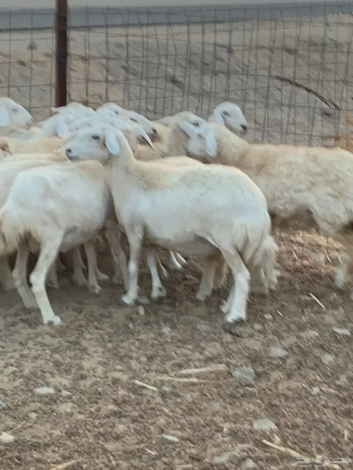 للبيع رخال حريات مقاني 7