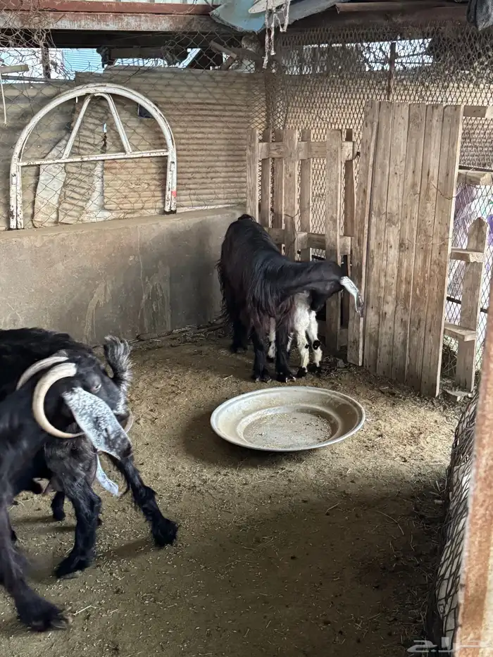 معزا خلفات تم البيع 3