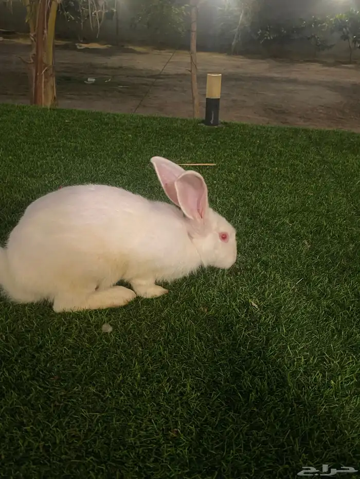 ارانب للبيع 2