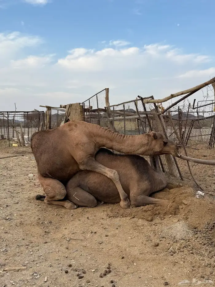 جمل حمر ضراب وعشار وهداوه 13