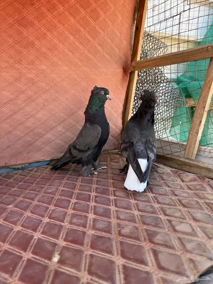 اتراك محاريق 3