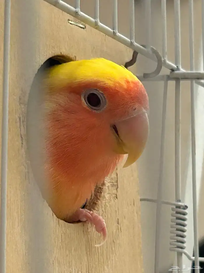 جوز روز منتج 2