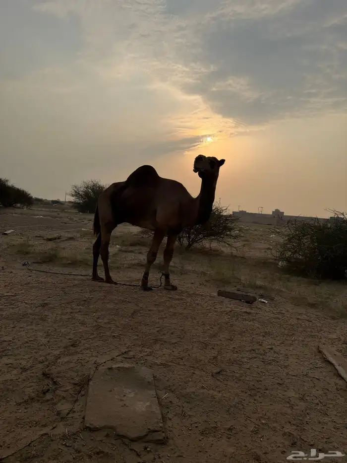 بعير ساحلي الموقع المظيلف تمم البيع 1