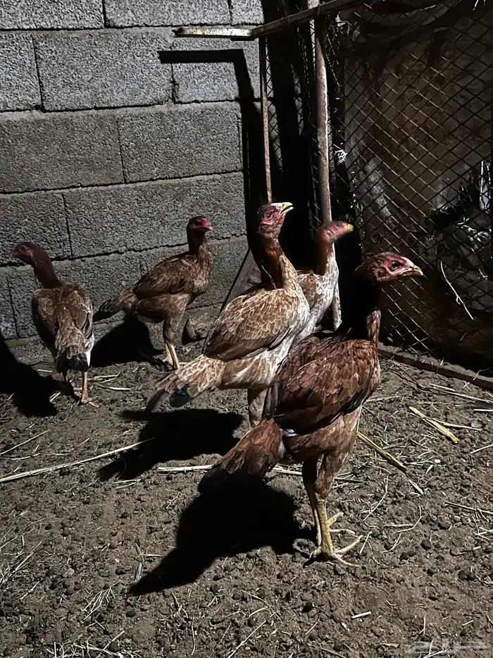 دجاج هندي مهجن شامو انا مجرد معلن 0