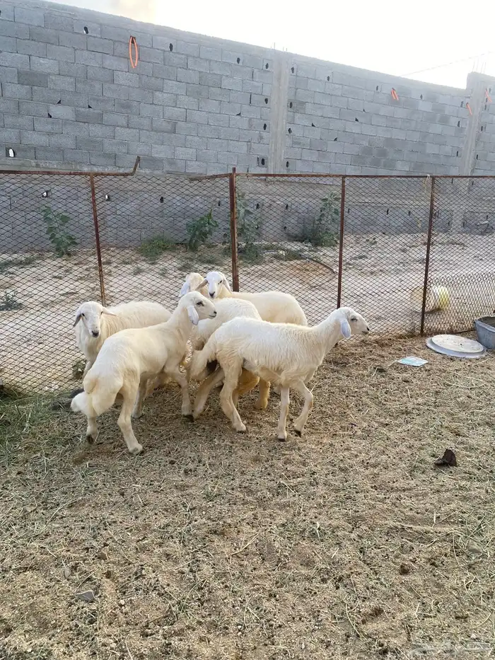 طليان للبيع ف بلقرن 4