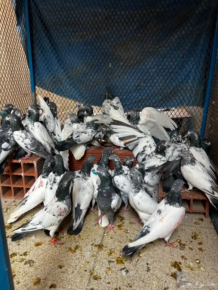 حمام باكستاني Top مطيار 10