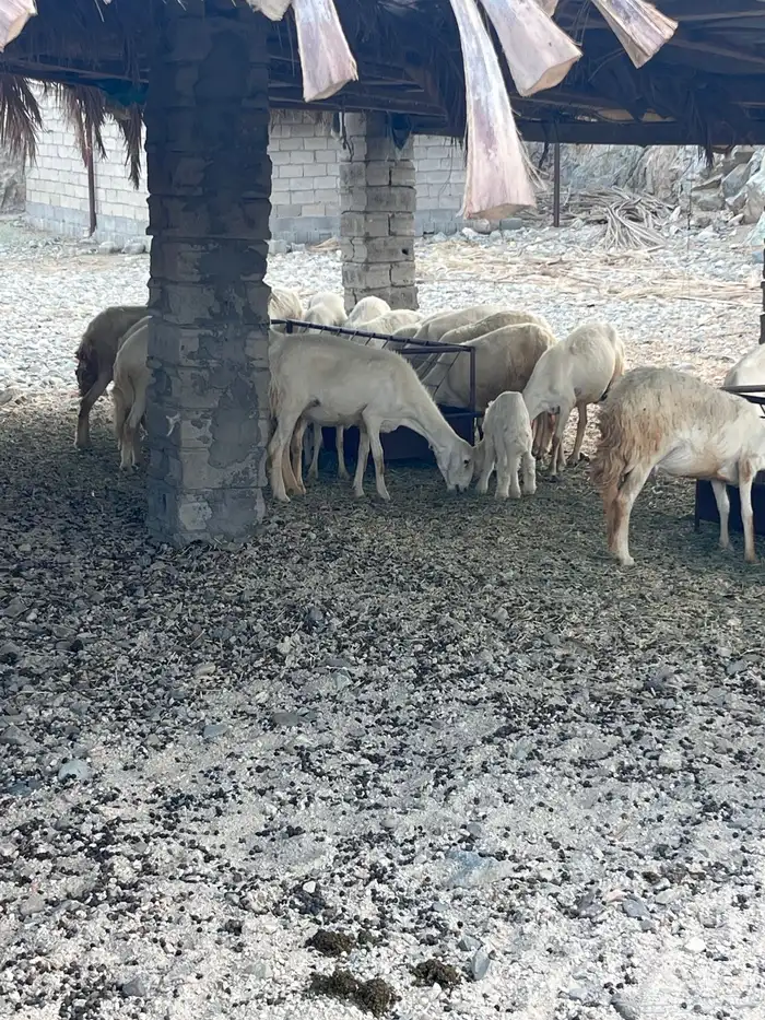 ضان متبيع ودفيع 0