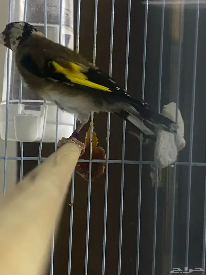 ذكر  حسون سوري 0