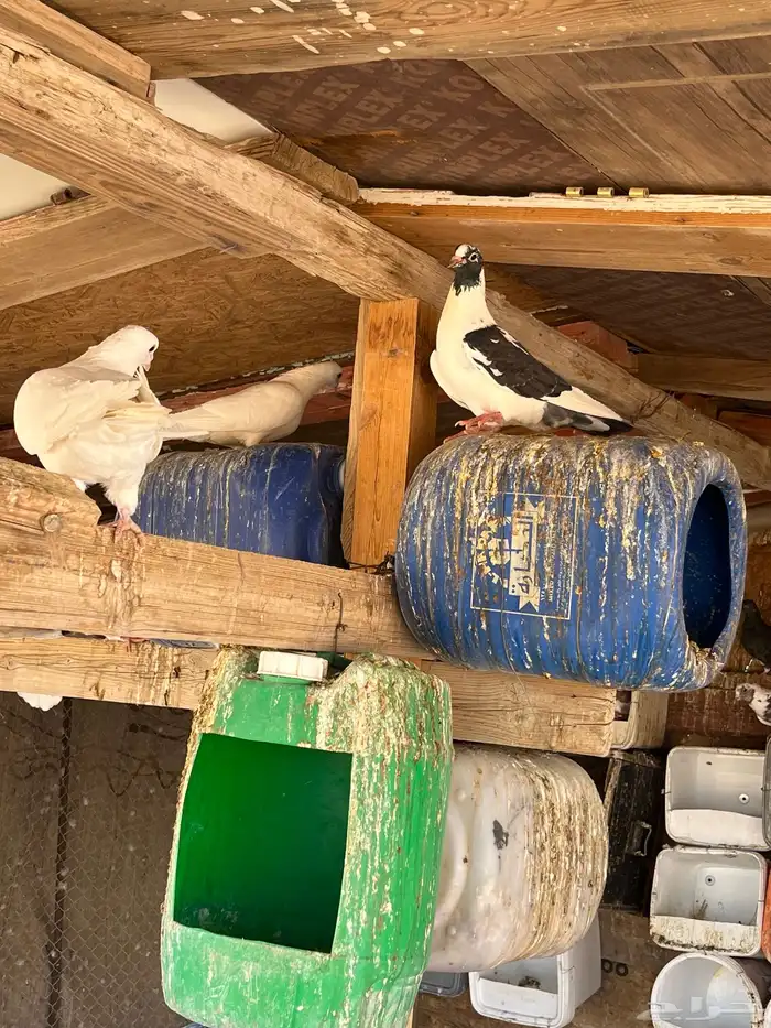 حمام مشاكيل 1