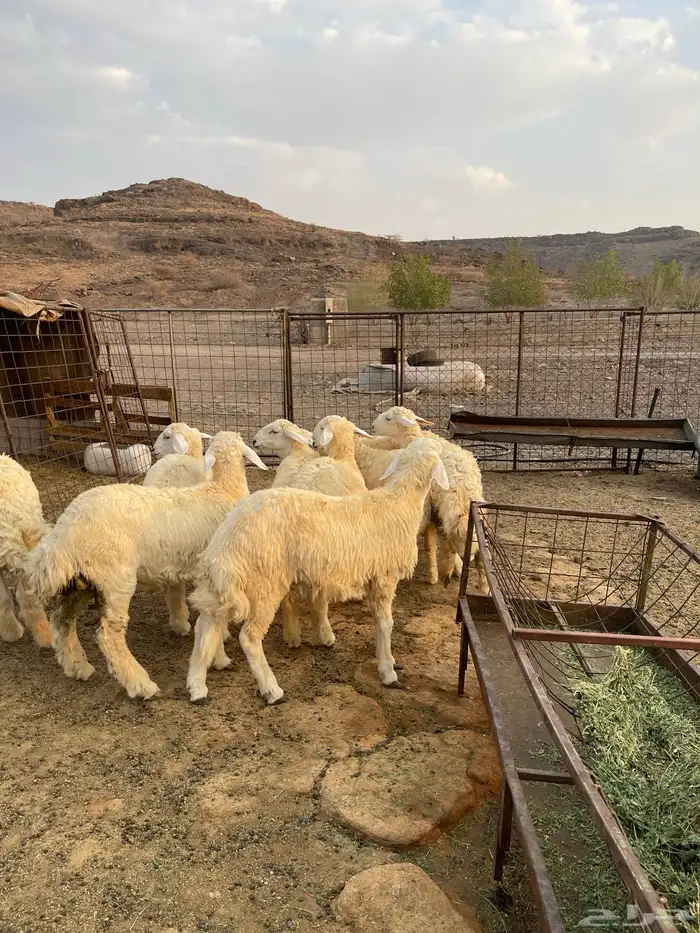 للبيع طليان حريه 1