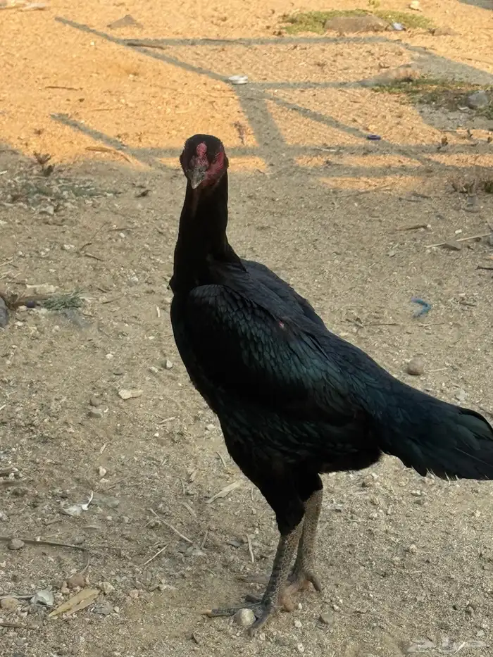 دجاجه شامو الماني 5