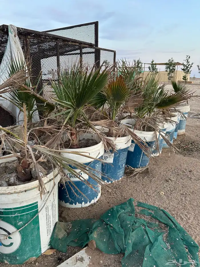 اشجار واشنطنيه 7