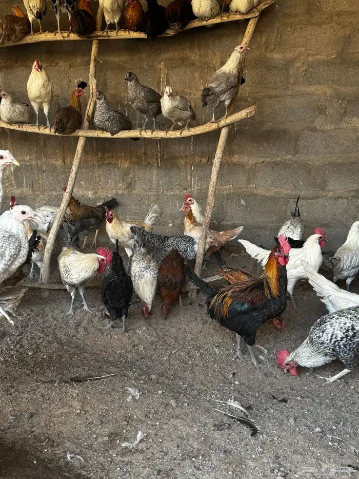 دجاج بلدي فاخر 3