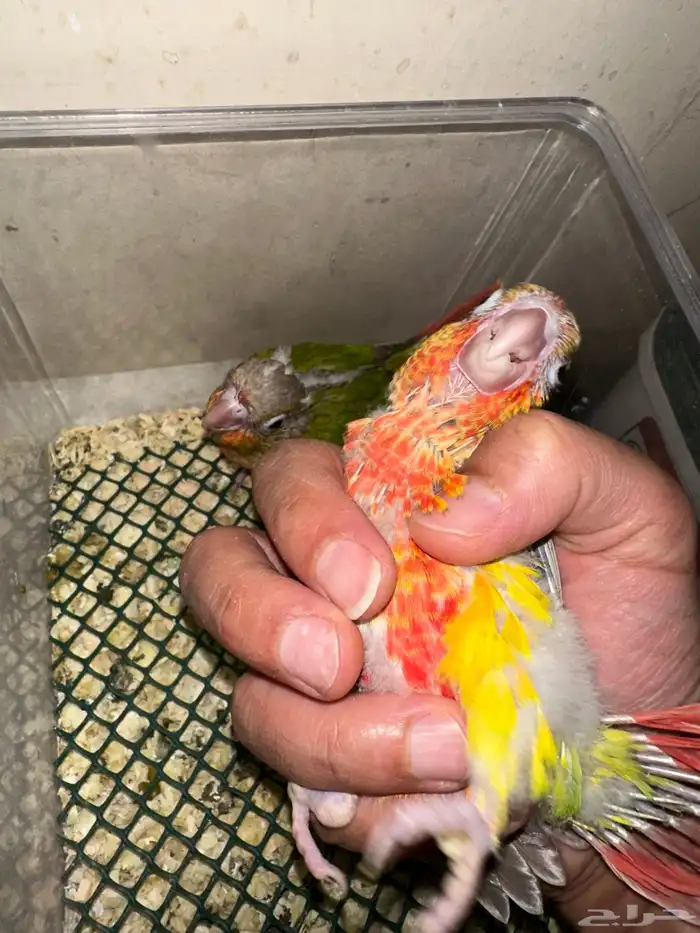 فروخ كنيور دبل رد فاكتور جميلة( 450 ) 4