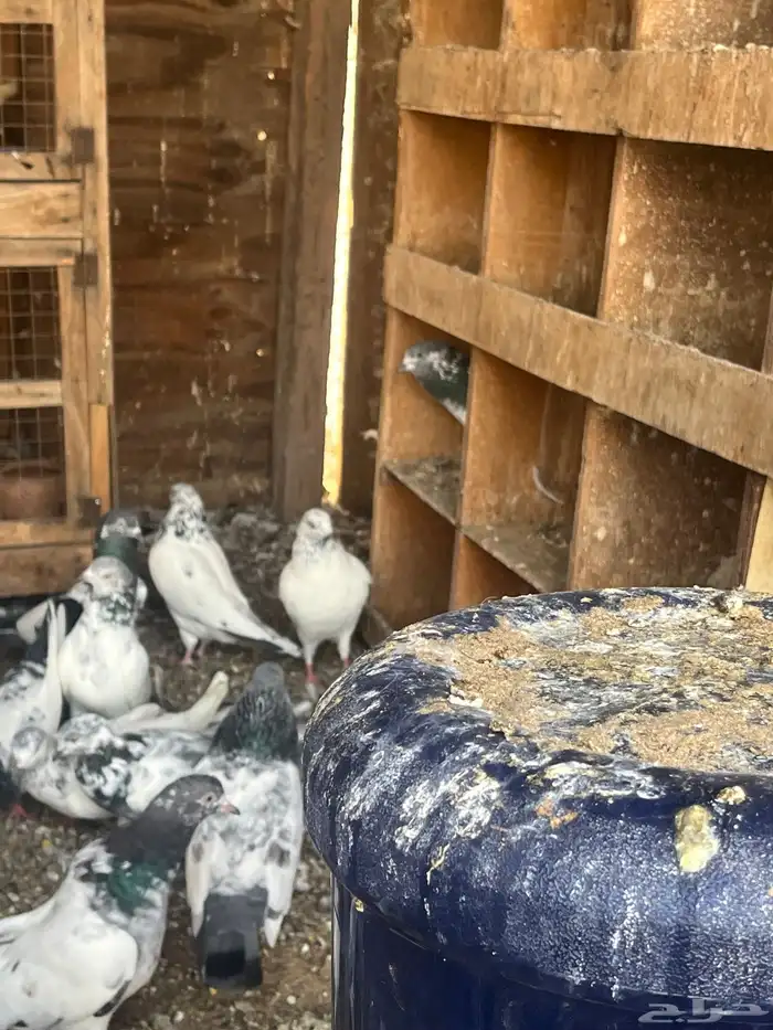 حمام باكستاني 5