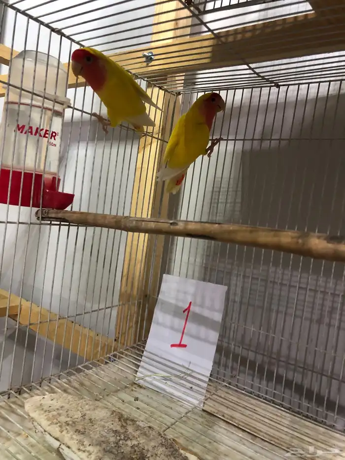 طيور روز للبيع مع فروخهم 1