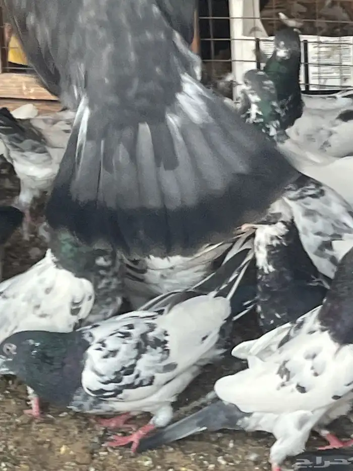 حمام باكستاني 4