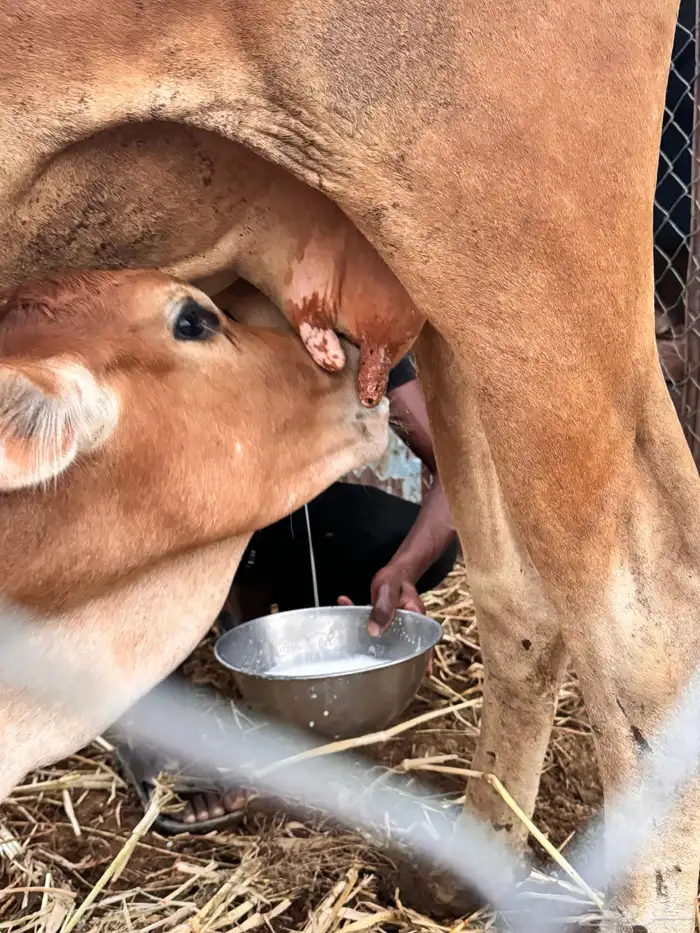 للبيع بقره والد تحتها ذكر مشروطه من كل شي تم البيع 2