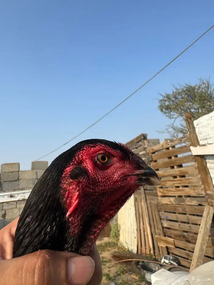 دجاجه شامو الماني 2