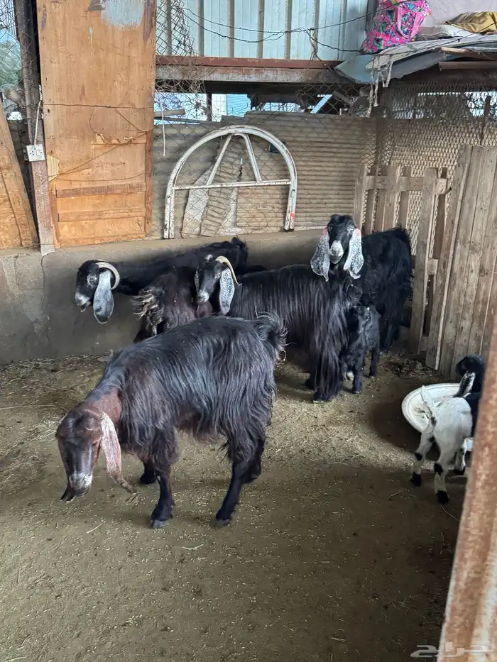 معزا خلفات تم البيع 0