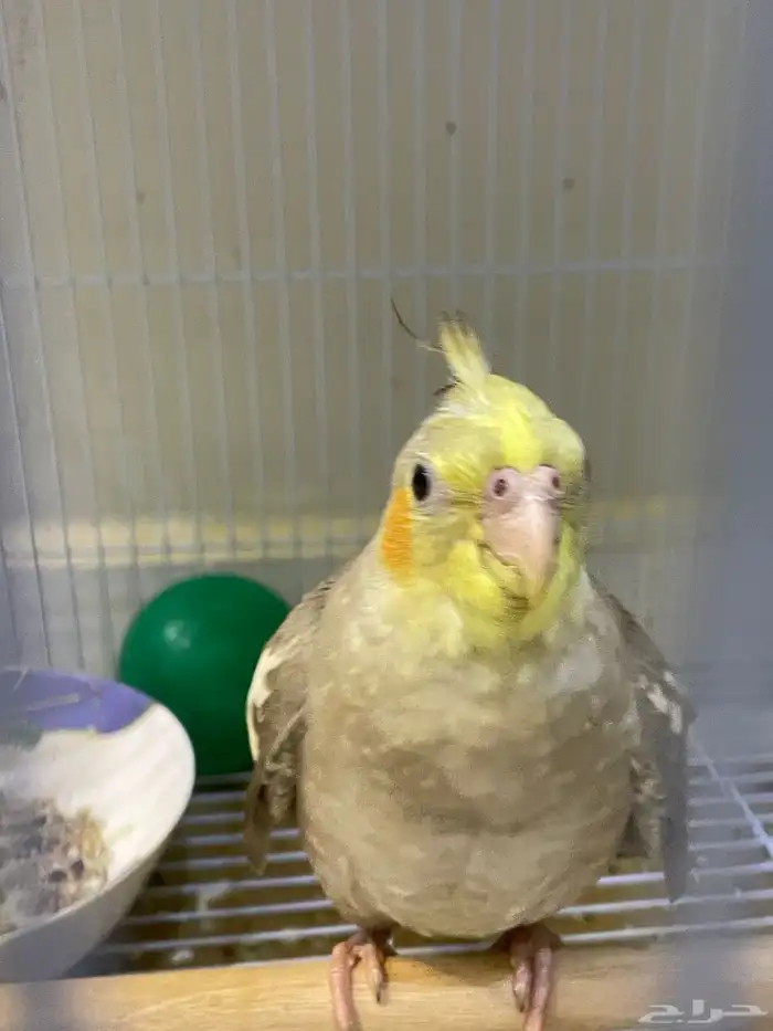 ببغاء كروان للبيع 0